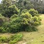 Otford Farm - The Pines Paddock with Jungle Gully