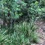 Otford Farm - The Pines Paddock with Jungle Gully