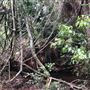 Otford Farm - The Pines Paddock with Jungle Gully