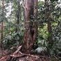 Otford Farm - The Pines Paddock with Jungle Gully