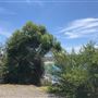 Bilgola Beach