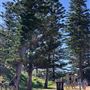 Avalon Beach 2020 - Township