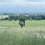 PITT TOWN