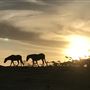 Darkes Forest Ranch
