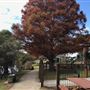 Wentworth Falls Lake