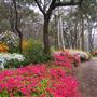 Campbell Rhododendron Gardens