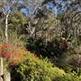 Campbell Rhododendron Gardens