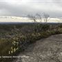Blue Mountains