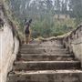 Birdsong Bower - Disused Coal Mine