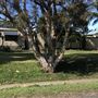 Nambucca Heads