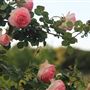 The Bath House Gardens