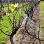 Tranquil Vale Boutique Vineyard