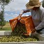 Adina Vineyard and Olive Grove