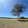Adina Vineyard and Olive Grove