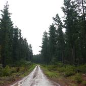Belanglo State Forest