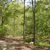 Lane Cove National Park