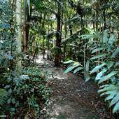 Booyong Flora Reserve