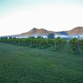 Broke vineyards