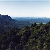 Dorrigo National Park