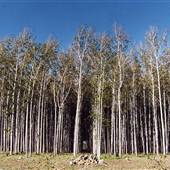 Kempsey State Forests