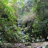 Upper Crystal Creek