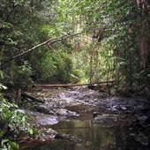 Way Way State Forest