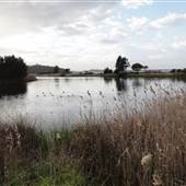 Lake Illawarra North-Budjong Creek Wetland