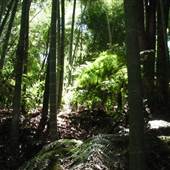 Private Properties - Bamboo, Jungle, Exotic, Forest