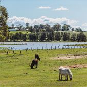 Morpeth Farmland