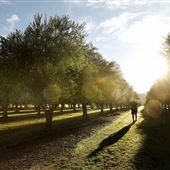 Adina Vineyard and Olive Grove