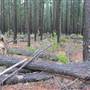Belanglo State Forest
