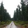 Belanglo State Forest