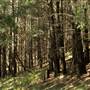 Back Yamma State Forest