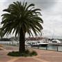 Balmain Cove and Balmain Shores