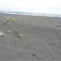 Black Sand Beach, Bass Point Reserve & Shell Cove