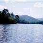 Bluebell Wood - Tilba Tilba