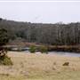 Bluebell Wood - Tilba Tilba