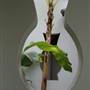 Chinese Garden of Friendship - Darling Harbour