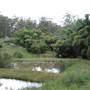 Bamboo Wholesale
