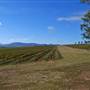 Denman vineyard