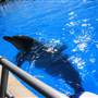 Dolphin Marine Magic