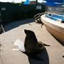Dolphin Marine Magic