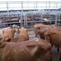 Dubbo Saleyards