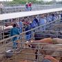 Dubbo Saleyards