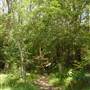 Lane Cove National Park