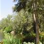Lane Cove National Park