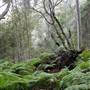 Ellenborough Falls