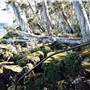 Barrington Tops National Park