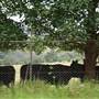 Berry Area Farms