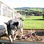 Jamberoo